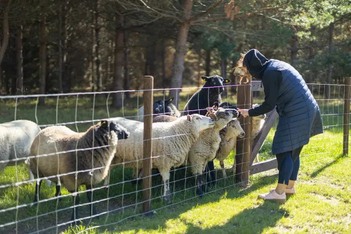 Lohjaoja puhkemajad, vaade majale Lahemaa rahvuspargis