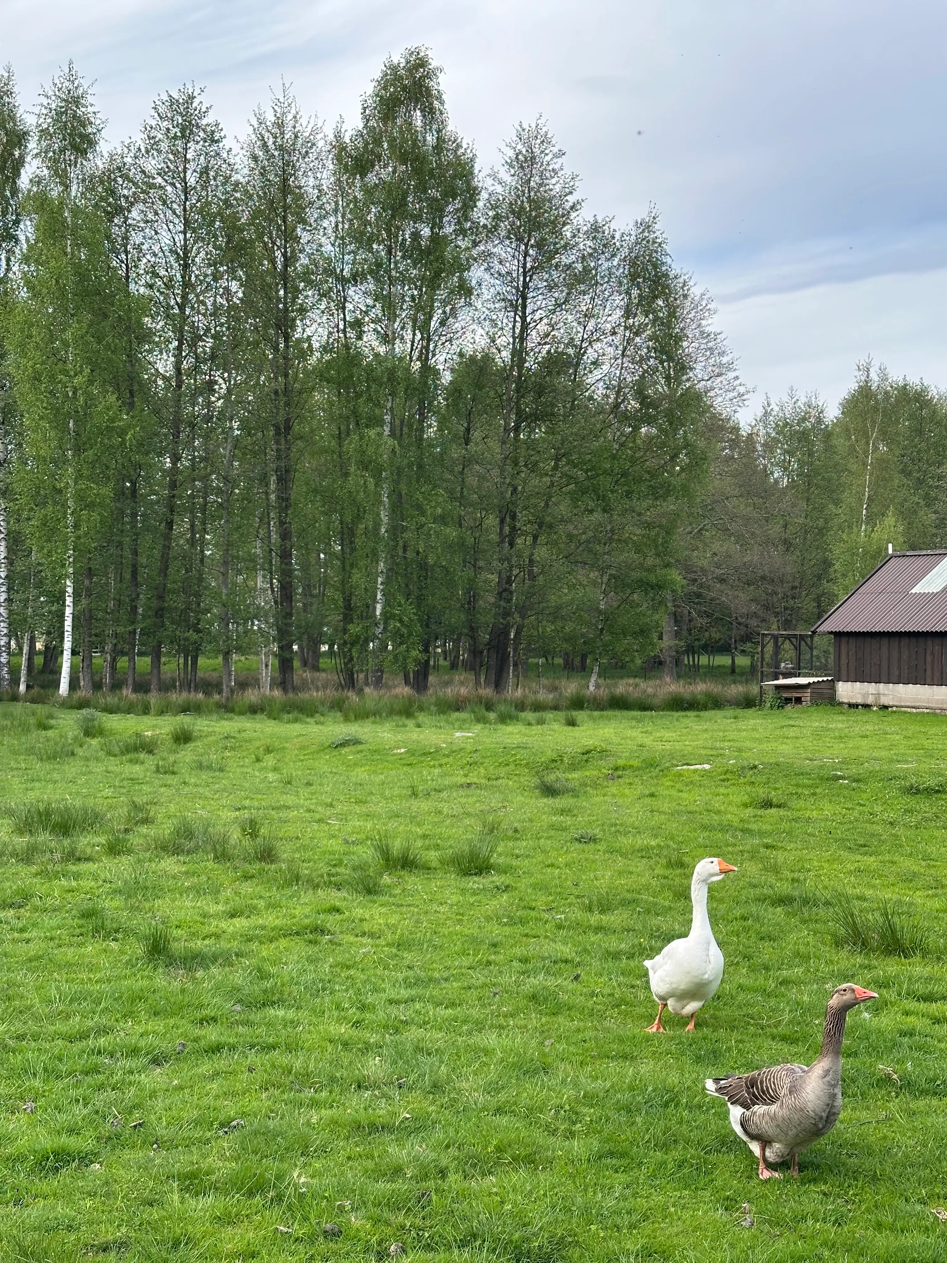 Lahemaa rahvuspargi loodus Lohjaoja puhkemajade ümbruses