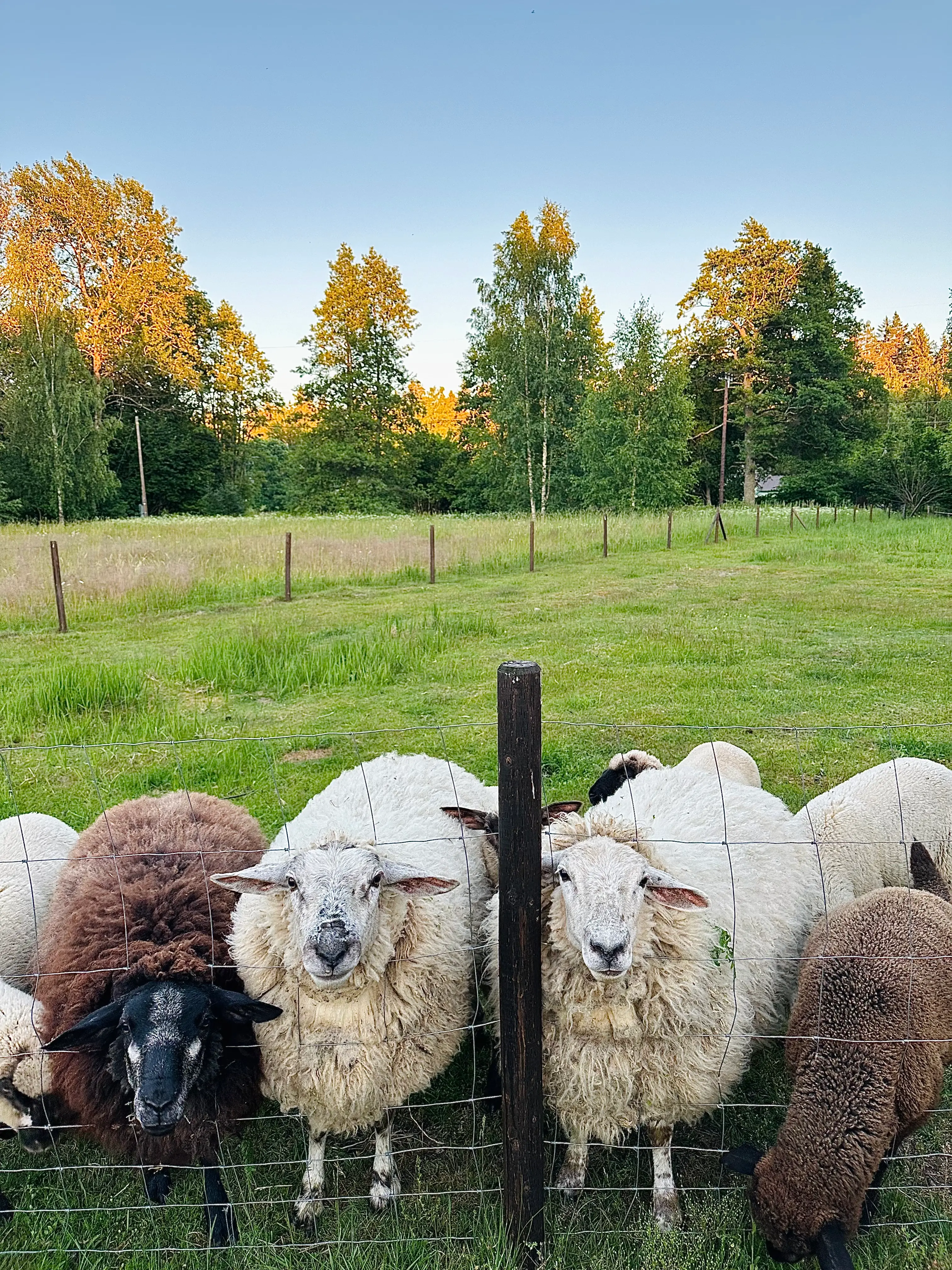 Lahemaa rahvuspargi loodus Lohjaoja puhkemajade ümbruses