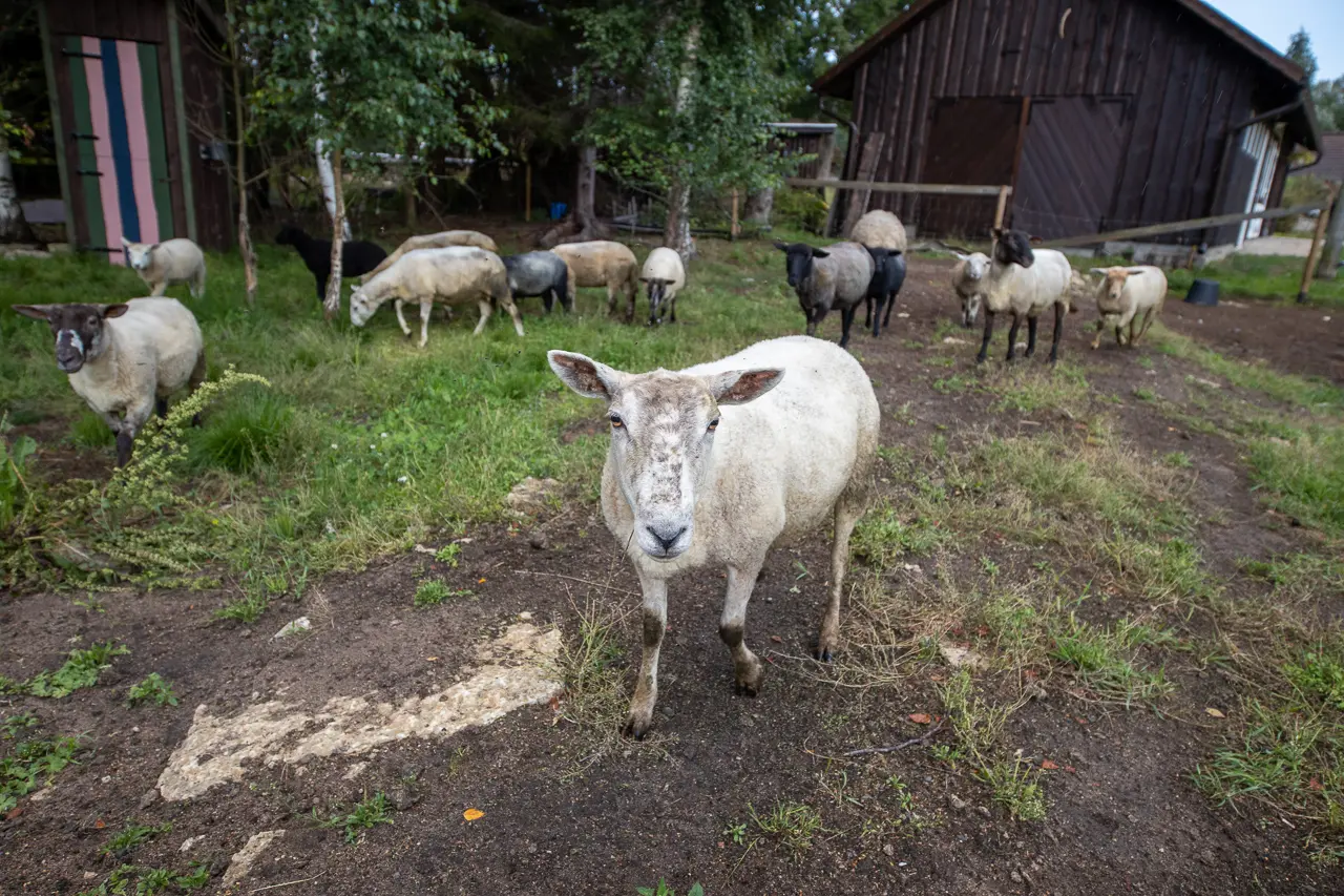 Lohjaoja puhkemajad, Lahemaa rahvuspargi kaunis loodus