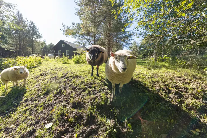 Lohjaoja saunamaja, traditsiooniline eesti saun